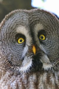 Close-up portrait of owl