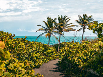 Peaceful tropical coast walkway with nice views in the coast with trails from puerto rico