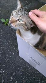 Cropped hand touching cat in box on footpath