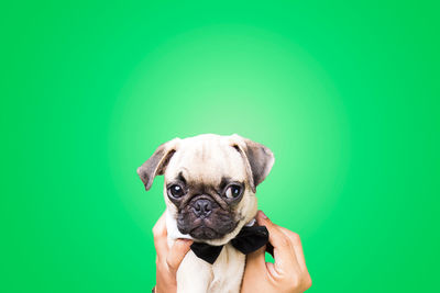 Close-up of a dog over green background