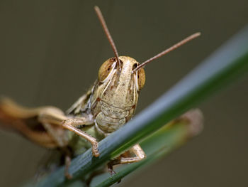 Close-up of insect