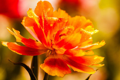 Close-up of orange flower blooming outdoors