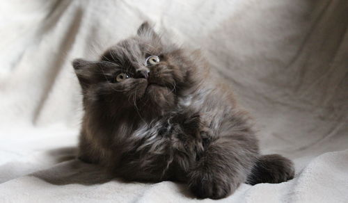 Close-up of thoughtful british longhair kitten looking up while lying on bed at home