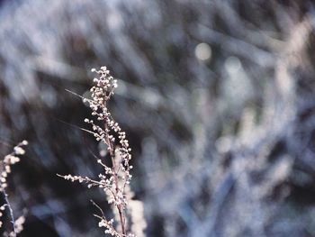 Close-up of snow on tree