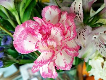 Close-up of pink flowers