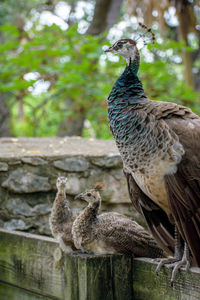 Close-up of a bird