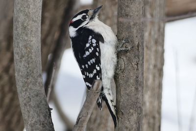 Close-up of woodpecker perching on plant stem