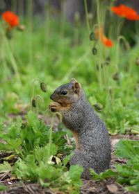 Close-up of squirrel on field