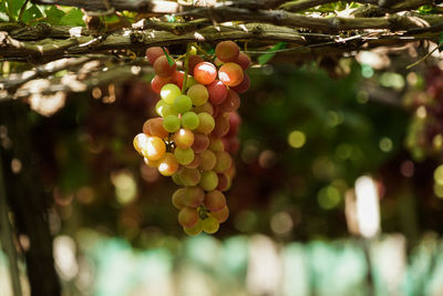 Close-up of fruits growing on tree