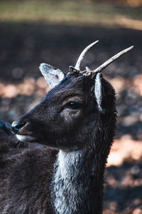 Close-up of deer