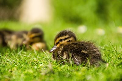 Ducklings on grassy field