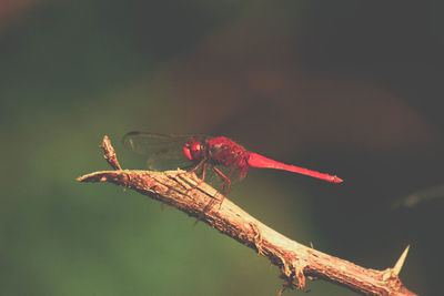 Close-up of dragonfly on twig