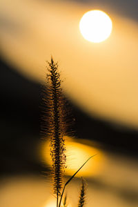 Close-up of silhouette plant against sunset