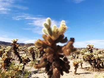 Cactus plants on desert against sky