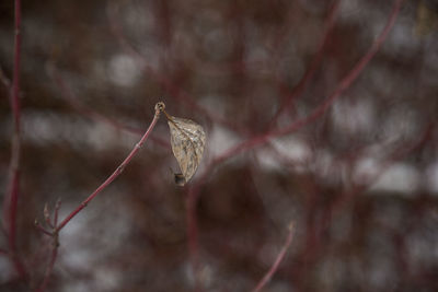 Close-up of insect on plant