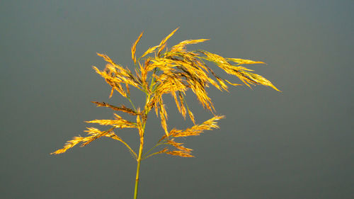 Close-up of plant against clear sky