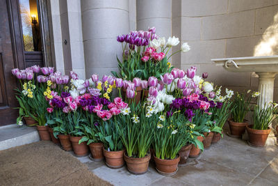 Potted plants on flower pot