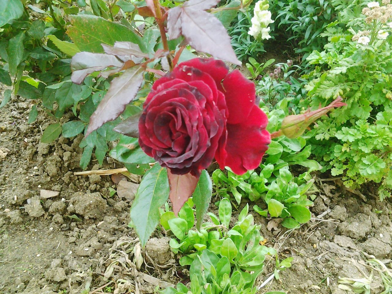 flower, rose - flower, freshness, plant, red, fragility, petal, beauty in nature, nature, flower head, growth, no people, outdoors, close-up, day