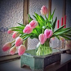 Close-up of pink flower in pot