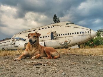 Portrait of dog relaxing on field against sky