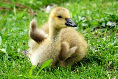View of duck on field