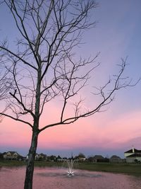 Bare tree on field against sky during sunset