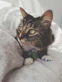 Portrait of cat relaxing on bed at home