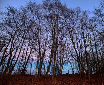 Low angle view of trees against sky