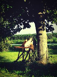 View of horse on tree trunk in field