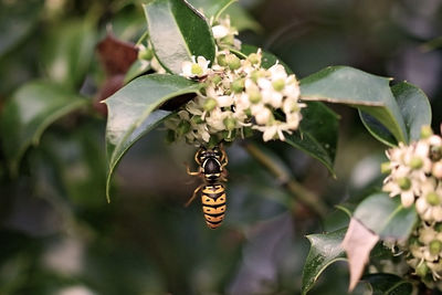 Close-up of butterfly pollinating on flower