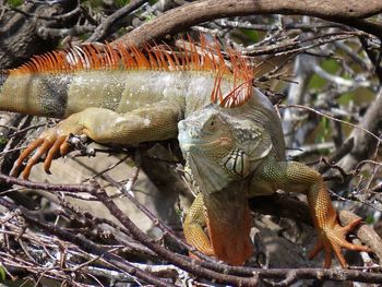 Closeup of a large orange iguana among a maze of bare branches