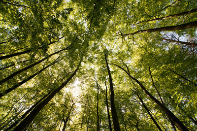 Low angle view of trees in forest