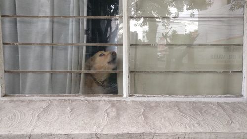 Cat looking through window