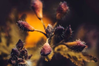 Close-up of flowering plant