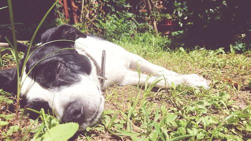 Dog sleeping in a field