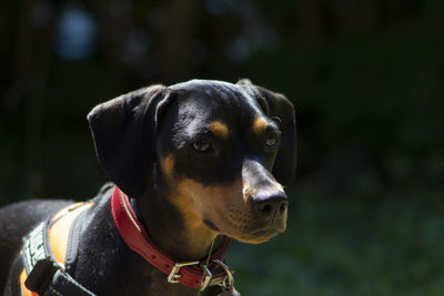 Dog in the garden