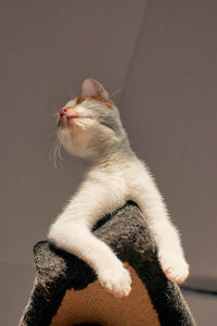 Close-up of cat looking away
