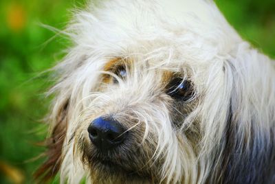 Close-up of dog outdoors