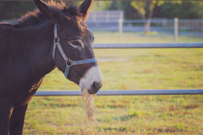 Close-up of a horse on field