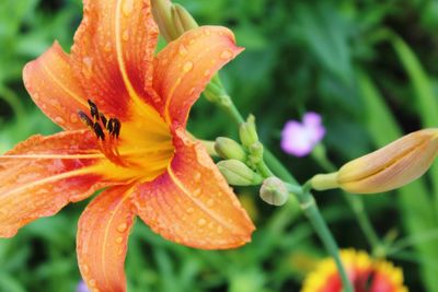 Close-up of raindrops on orange day lily
