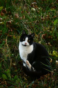 Portrait of a cat on field