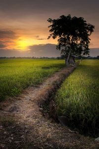 Scenic view of field against sky during sunset