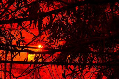 Low angle view of bare trees at sunset