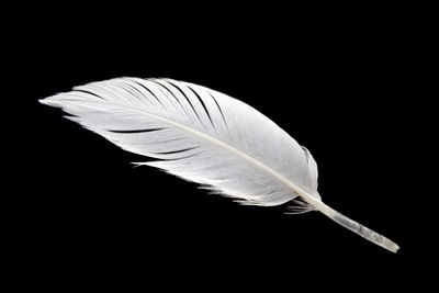 Close-up of feather against black background