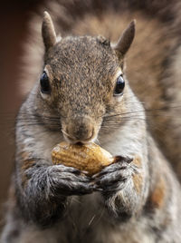 Nibbling a nut