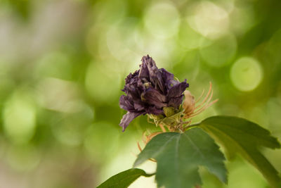 Close-up of purple flowering plant