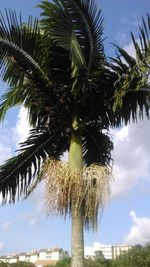 Low angle view of palm trees