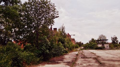 Trees against sky