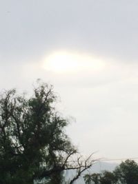 Low angle view of trees against sky on sunny day