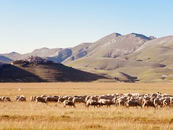Flock of sheep in a field